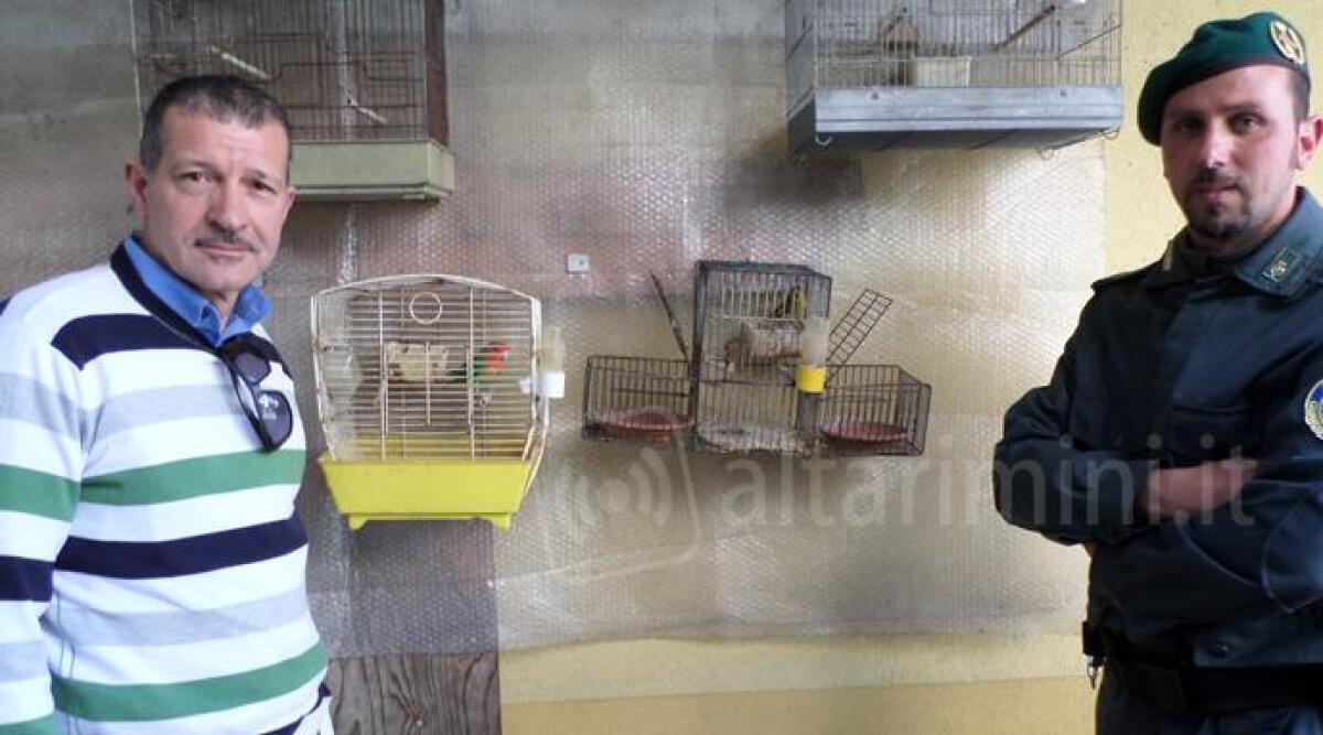 Bracconaggio fai da te, riminese allestisce gabbia trappola per cattura uccelli protetti: denunciato - 