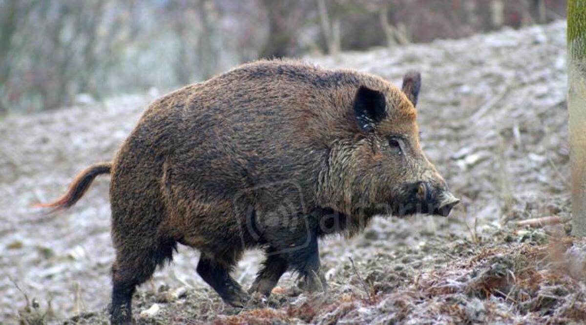 Pennabilli e Maiolo, è allarme: 'troppi cinghiali, attacchi sempre più frequenti anche dei lupi' -