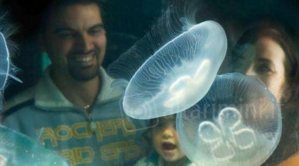 Le meduse all'Acquario di Cattolica, ma anche in mare: cosa fare se si è punti -