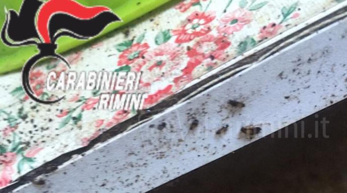Rimini: 17 stranieri stipati in due appartamenti, ammassati a terra tra sporcizia e blatte - 