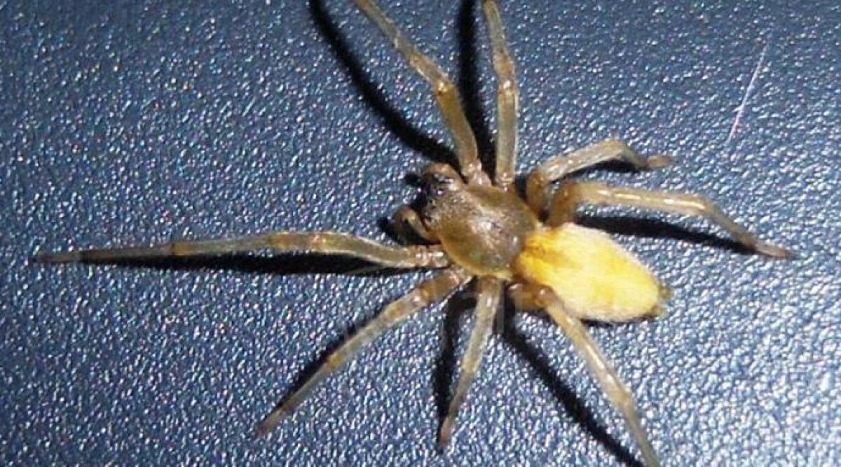 Morso dal ragno velenoso mentre gioca in giardino, bambino di tre anni finisce in ospedale - 