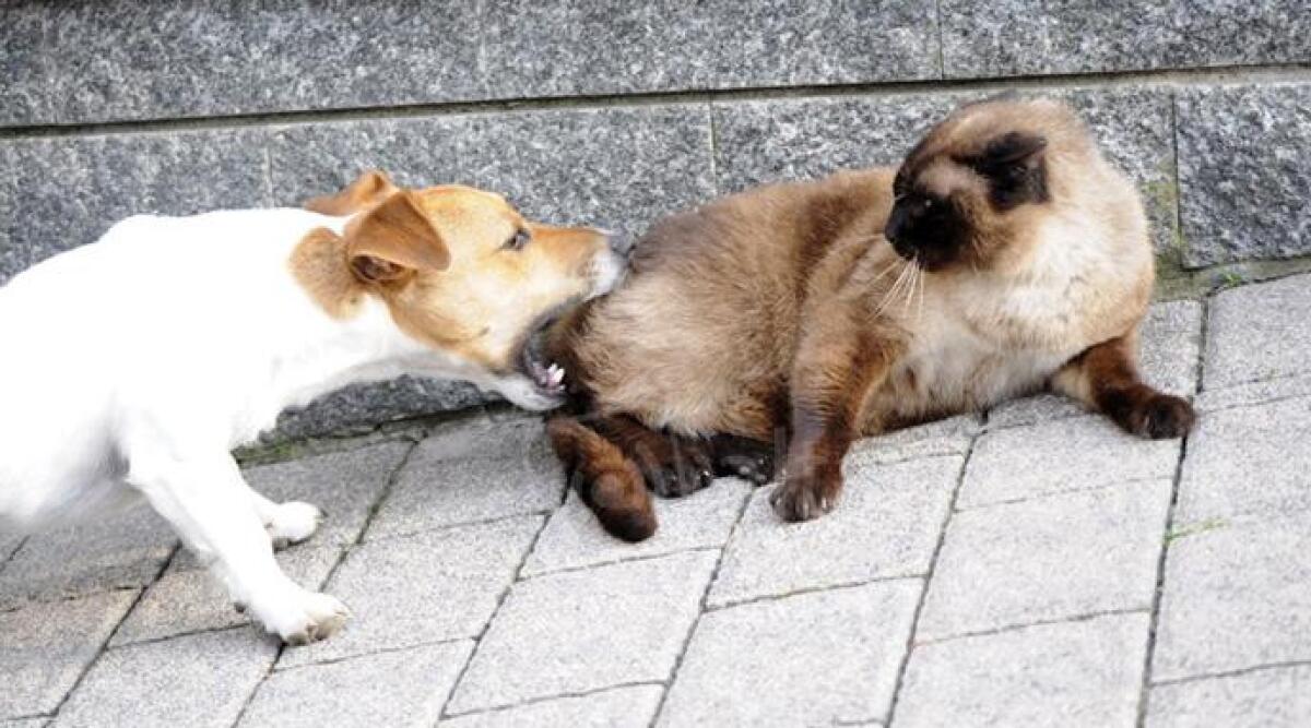 Il gatto ucciso dai cani della vicina, il padrone cerca di salvarlo e viene aggredito dalla donna -