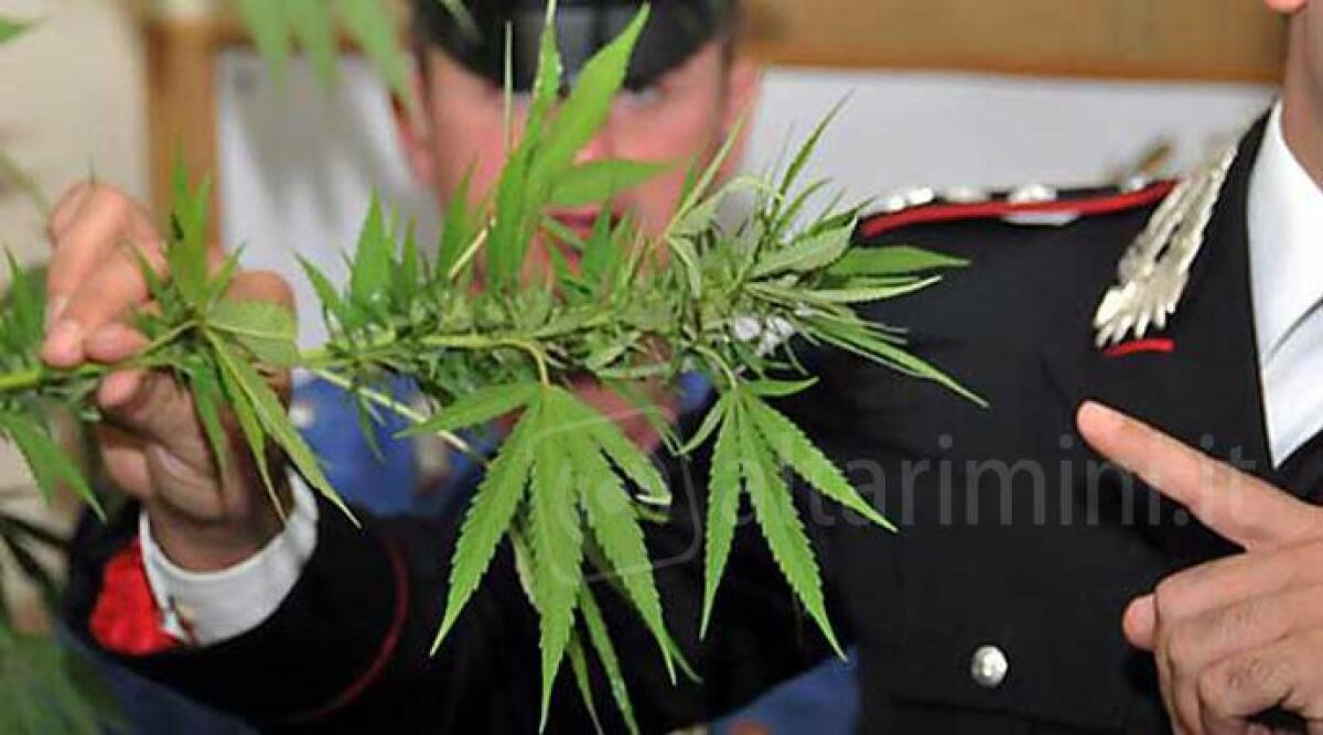 Pianta di marijuana nel vano caldaia della casa della madre, nei guai un 36enne riminese -