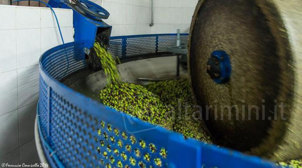 Alla scoperta del prelibato olio riminese, i frantoi aperti al pubblico con degustazioni - 