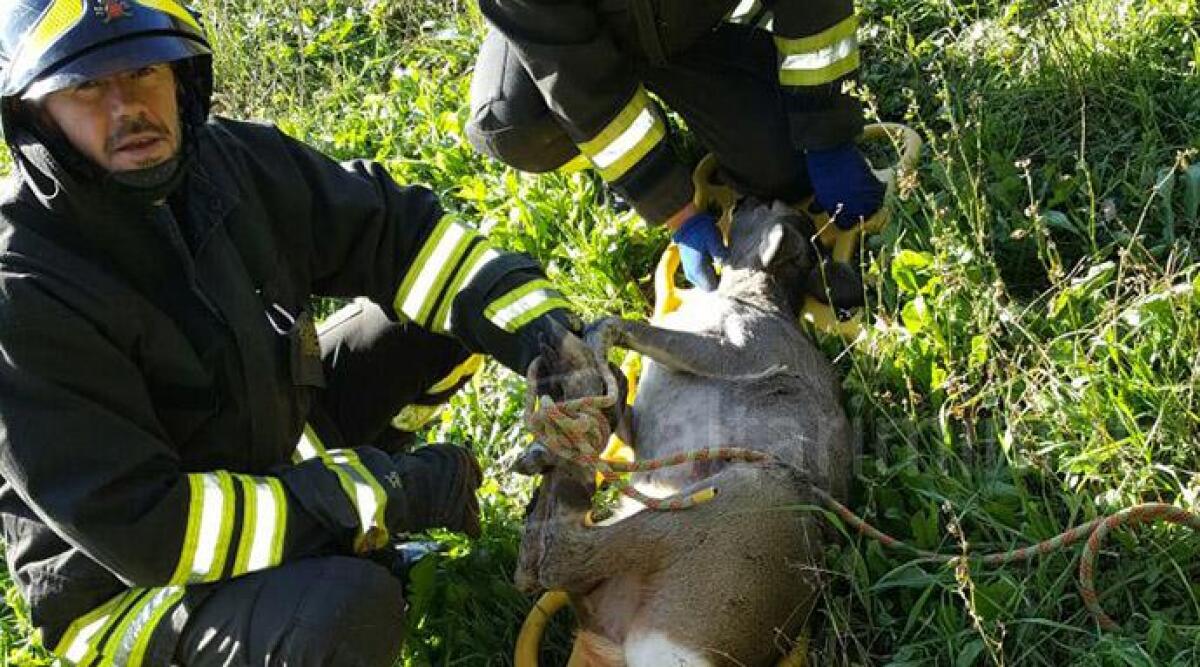 Capriolo cade in un chiavicotto stradale, il VIDEO del salvataggio dei Vigili del Fuoco di Novafeltria - 