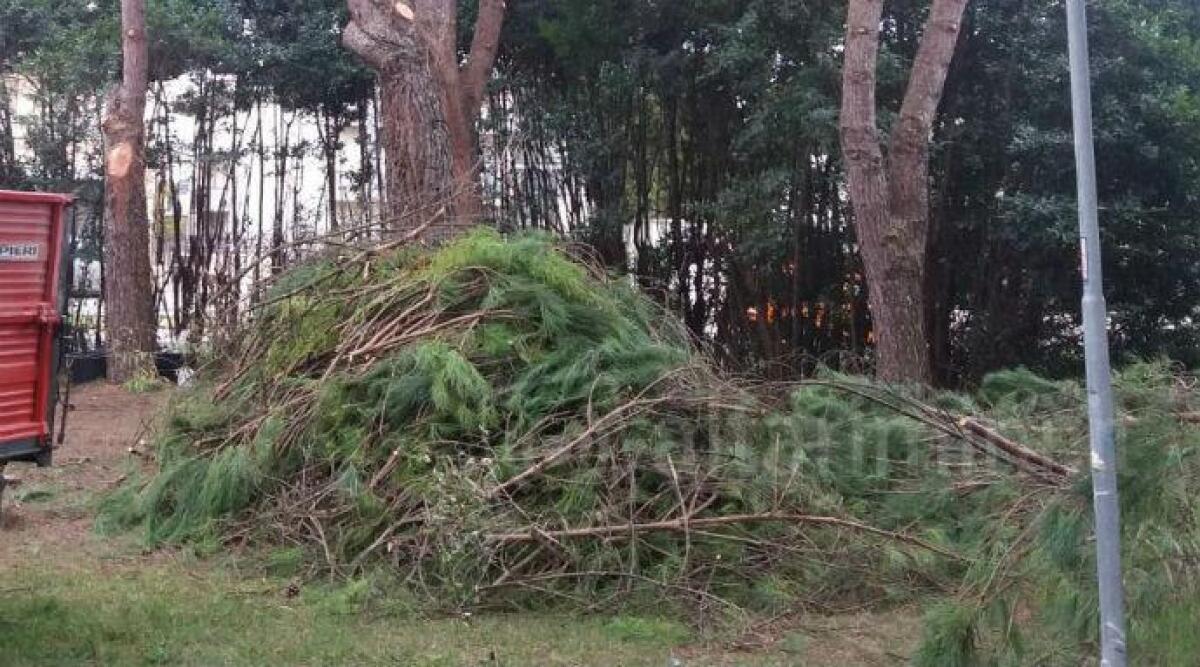 Potatura piante e messa in sicurezza nei parchi a Coriano, si inizia da quelle ad alto fusto - 