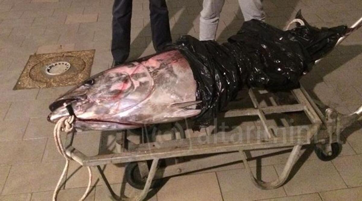 Cattolica: sequestrato esemplare di tonno rosso di 80 kg, maxi multa per un pescatore sportivo - 