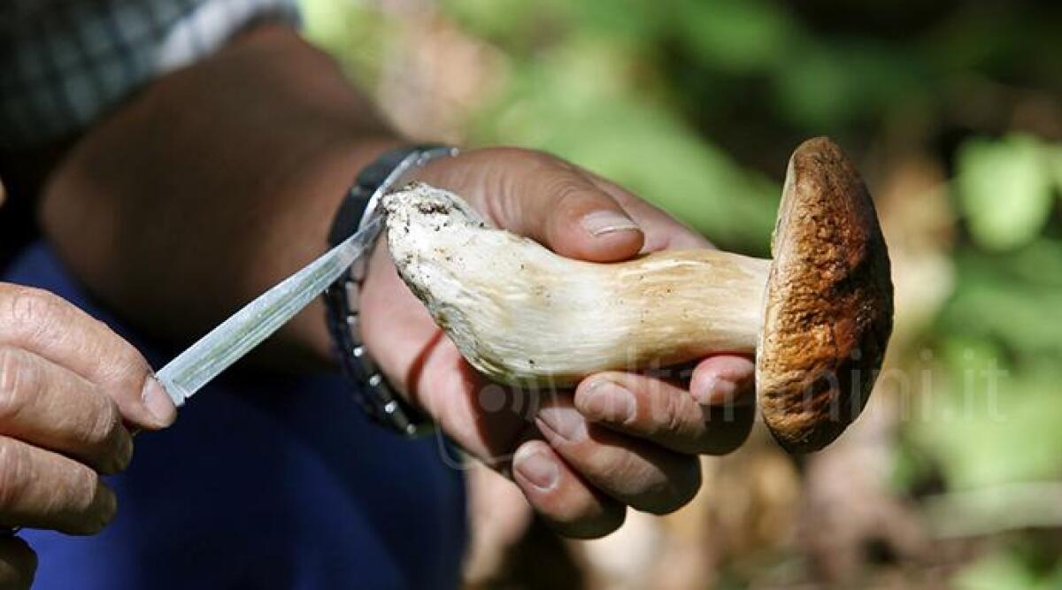 Saper riconoscere i funghi: al via il corso a Rimini per rilascio del tesserino - 