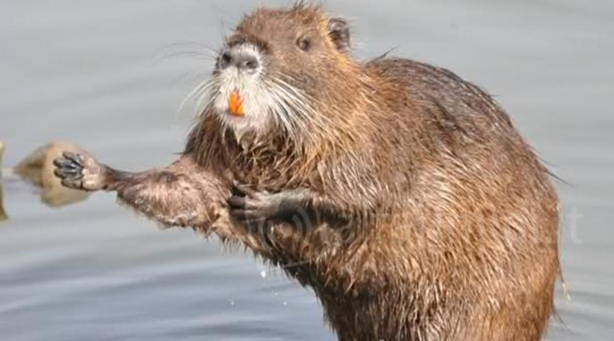VIDEO: nutrie fanno il bagno e mangiano il pane, lo 'spettacolo' lungo il Marano di Riccione -