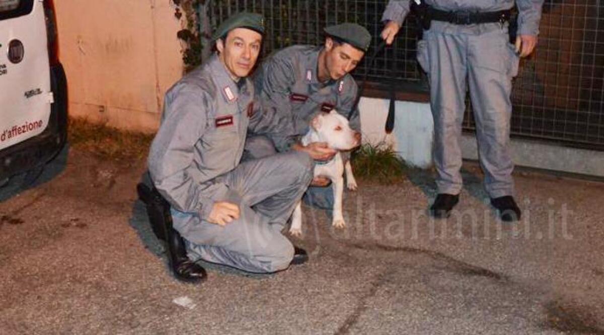 Pitbull maltrattato da Eddy Tavares, nuovo padrone chiede di riaverlo indietro: 'sequestrato ingiustamente' - 