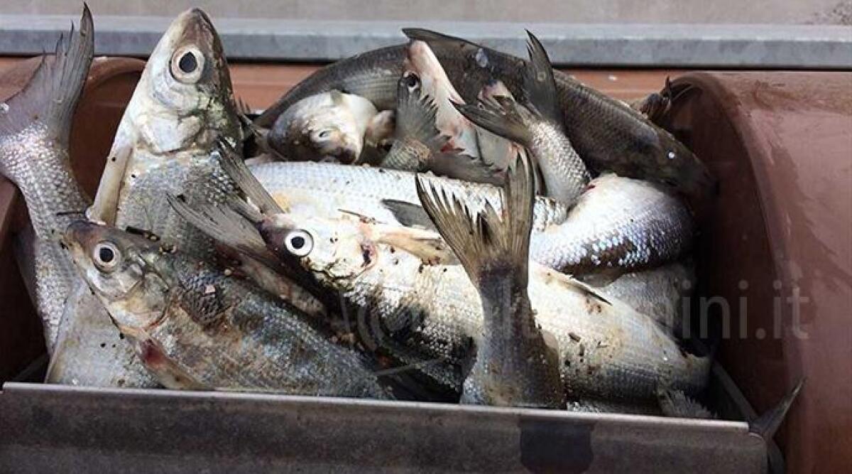 Sanzioni pi&ugrave; pesanti contro i pescatori di frodo nei fiumi, ora la multa &egrave; di 12mila euro - 