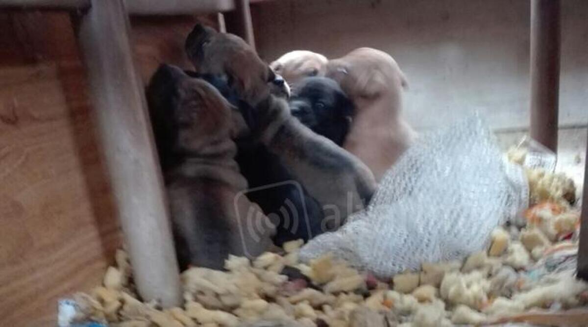 Mamma e sette cuccioli abbandonati a Rimini, ora in salvo in canile: appello per trovare una famiglia - 