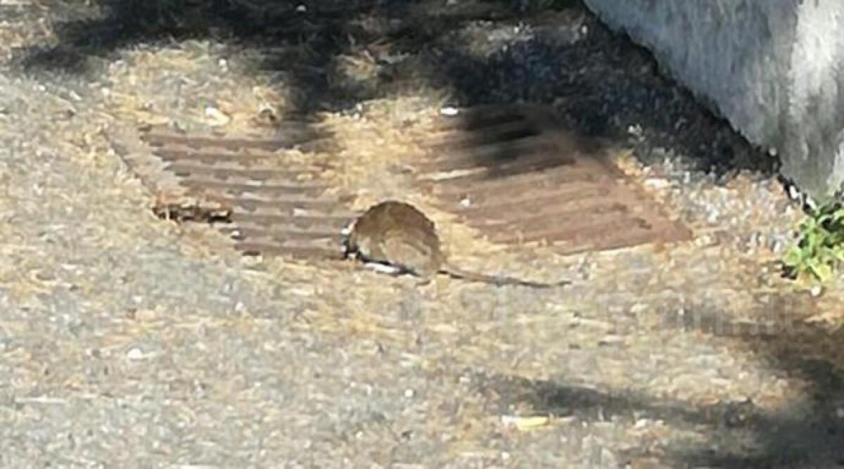 Rimini, allarme topi in tanti quartieri in pieno giorno. Segnalazione in via Ariete - 