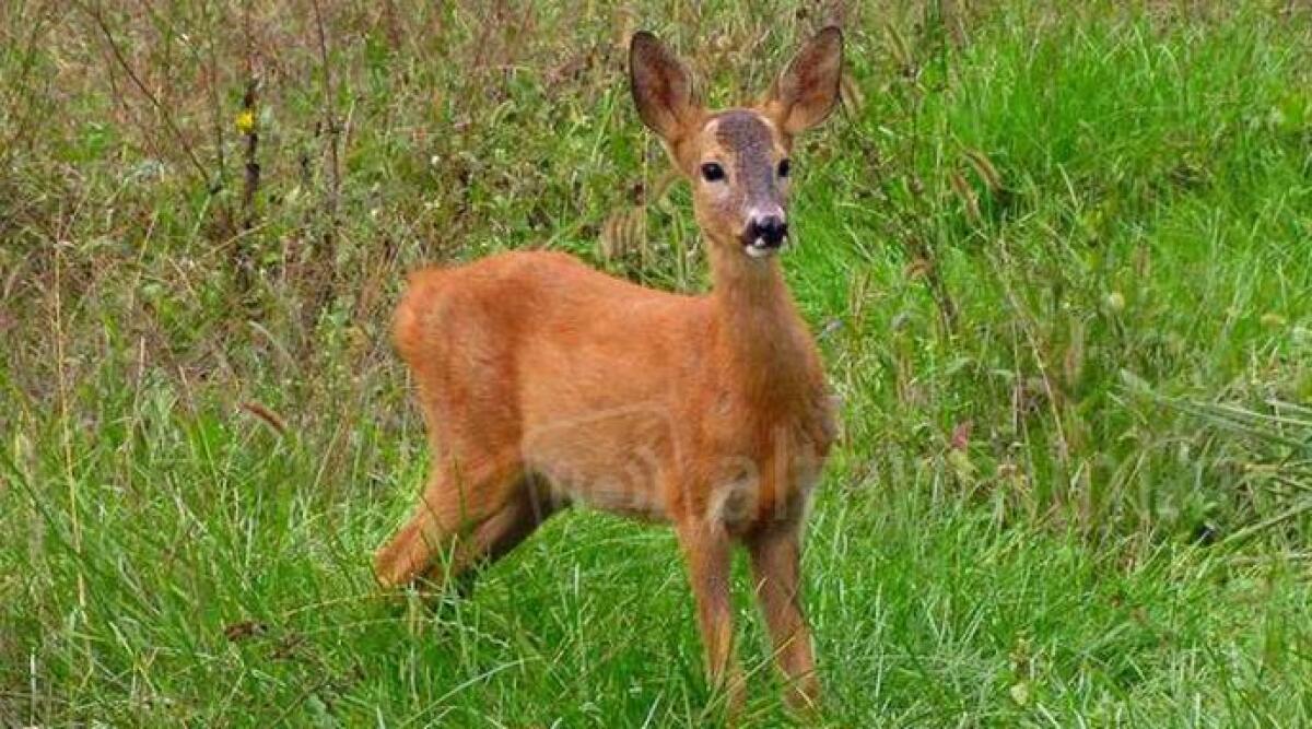 Rimini, animali selvatici feriti o in difficolt&agrave;: c&rsquo;&egrave; un numero per chiedere aiuto. Anche di notte - 
