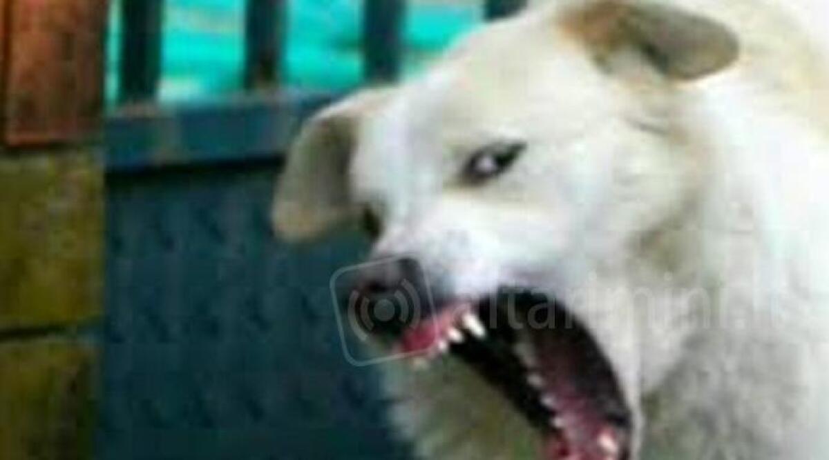 Bimbo morso al volto da cane maremmano a Rimini, in casa c'era anche la nonna - 