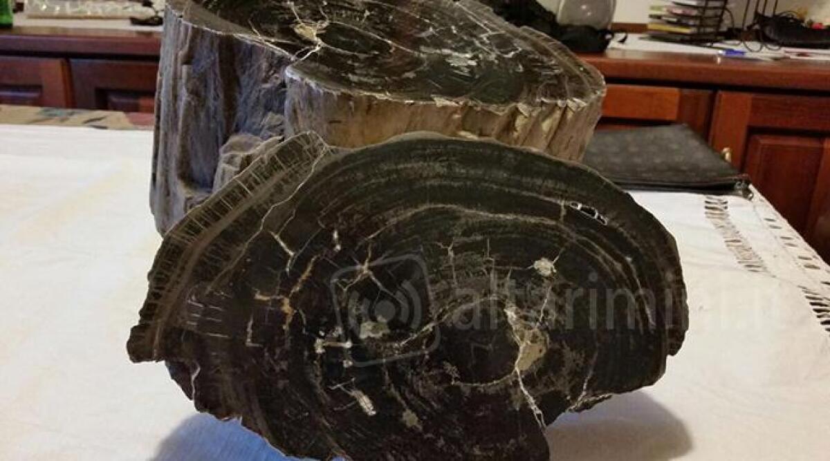Valmarecchia, trovato un fossile di legno che risale a 100 milioni di anni fa. Si tratta di una scoperta senza precedenti -