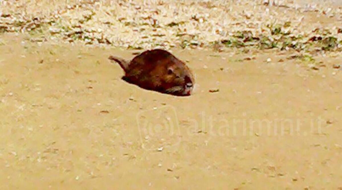 Rimini, una nutria a passeggio sulla spiaggia di Rivazzurra. La segnalazione - 