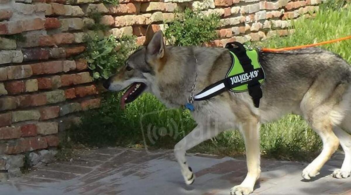 Arriva a Rimini il famoso cane lupo cecoslovacco esperto in cinofilia -