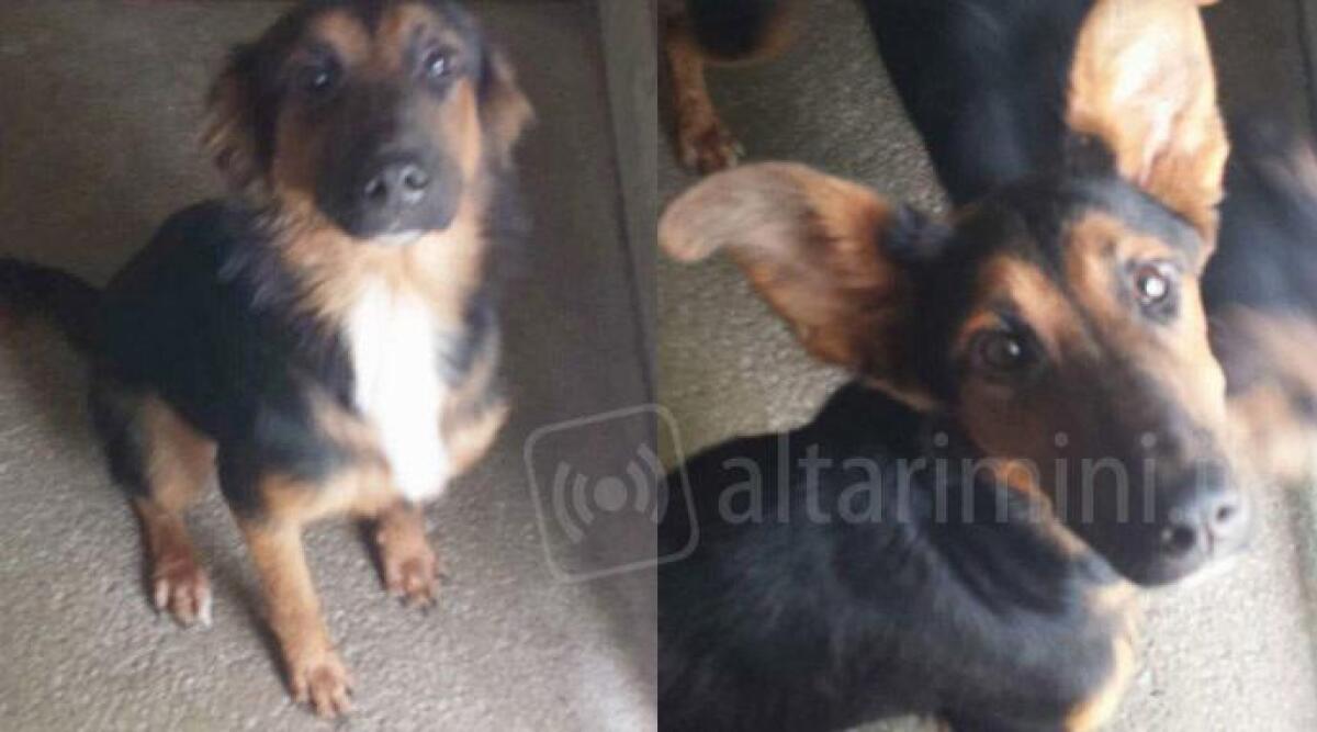 Valmarecchia: salvati sei cuccioli, vagavano sotto il diluvio in strada. Si trovano ora al canile di Fagnano -