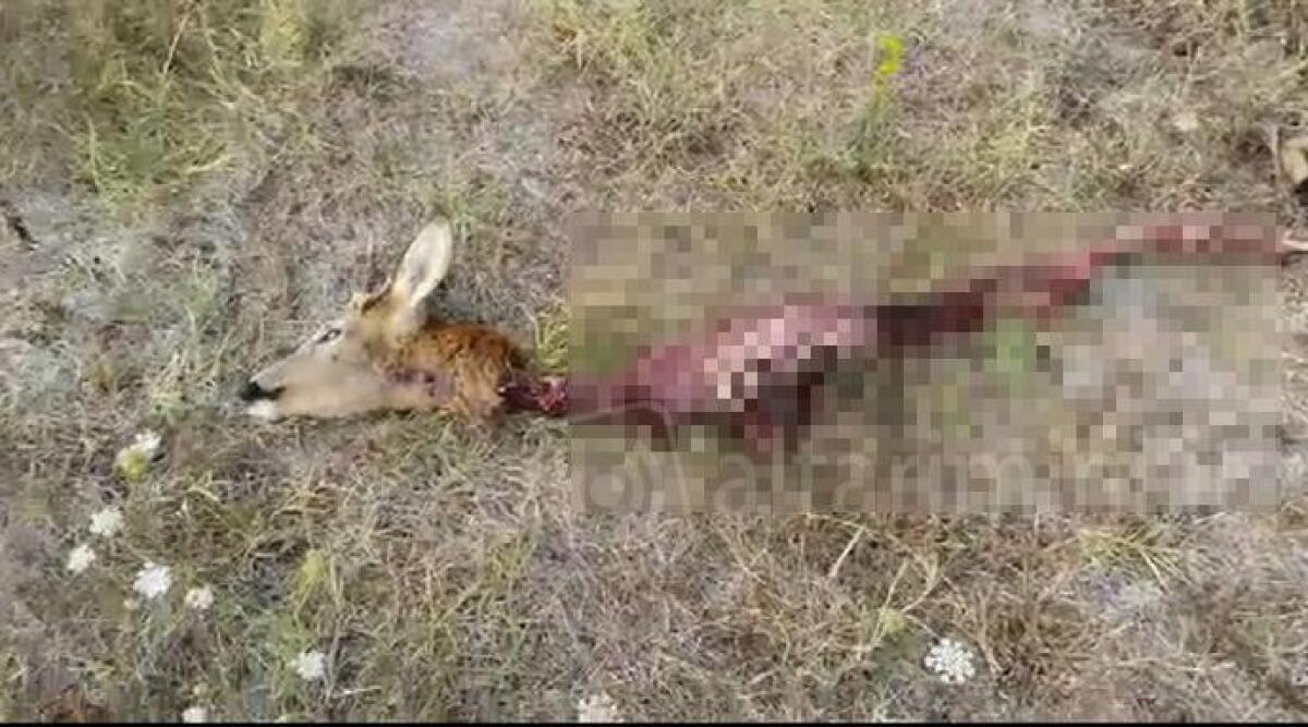 Verucchio, trovato capriolo sbranato vicino al fiume Marecchia, possibile preda di un lupo - 