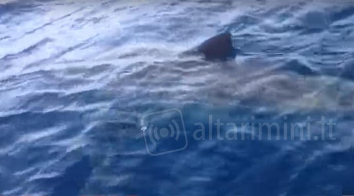 Rimini, pescatori filmano enorme squalo bianco, il VIDEO crea grande scalpore sul web -