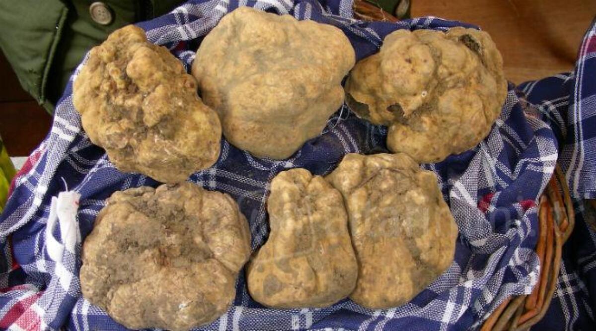 Dal Regno Unito alla corte di Re Tartufo: quattro reporter britannici in visita tra Ferrara, Bologna e Sant'Agata Feltria -