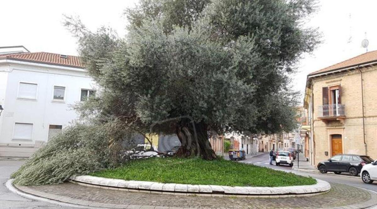 Rimini, il vento ha fatto crollare l'ulivo della rotonda di via Oberdan. Tante piante cadute nella notte - 