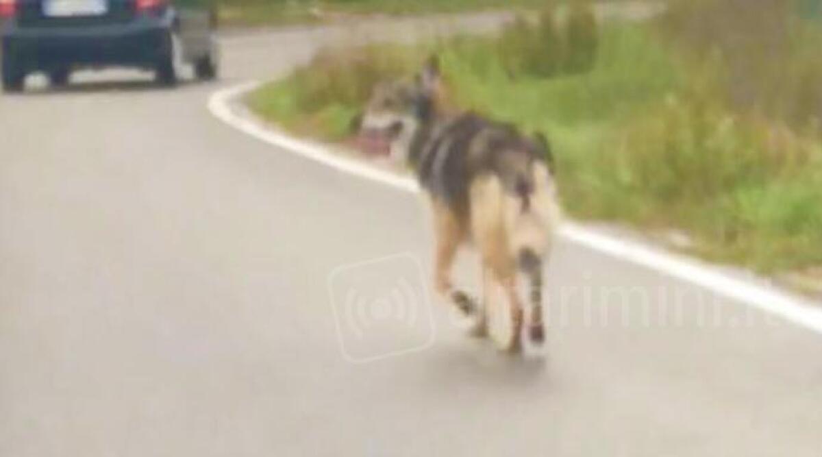 Lupo alle porte di Riccione, a pochi chilometri dal centro. La segnalazione - 