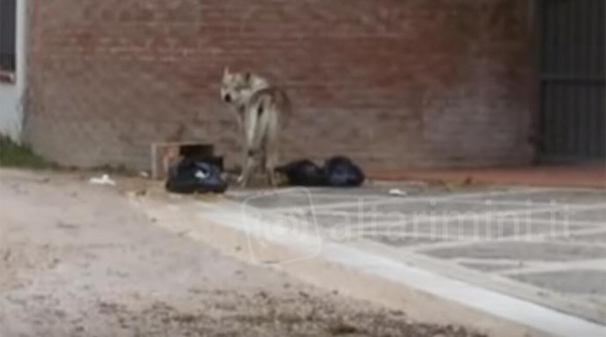 Allarme lupo in via Monte Cieco di Rimini, Carabinieri Forestali a caccia, ma è soltanto un cane -