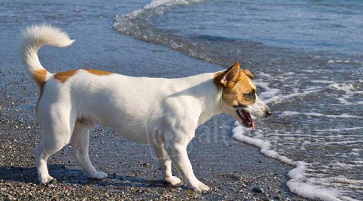 Ai cani sar&agrave; consentito il bagno in mare su tutta la spiaggia di Rimini: 'un servizio aggiuntivo per i turisti' - 