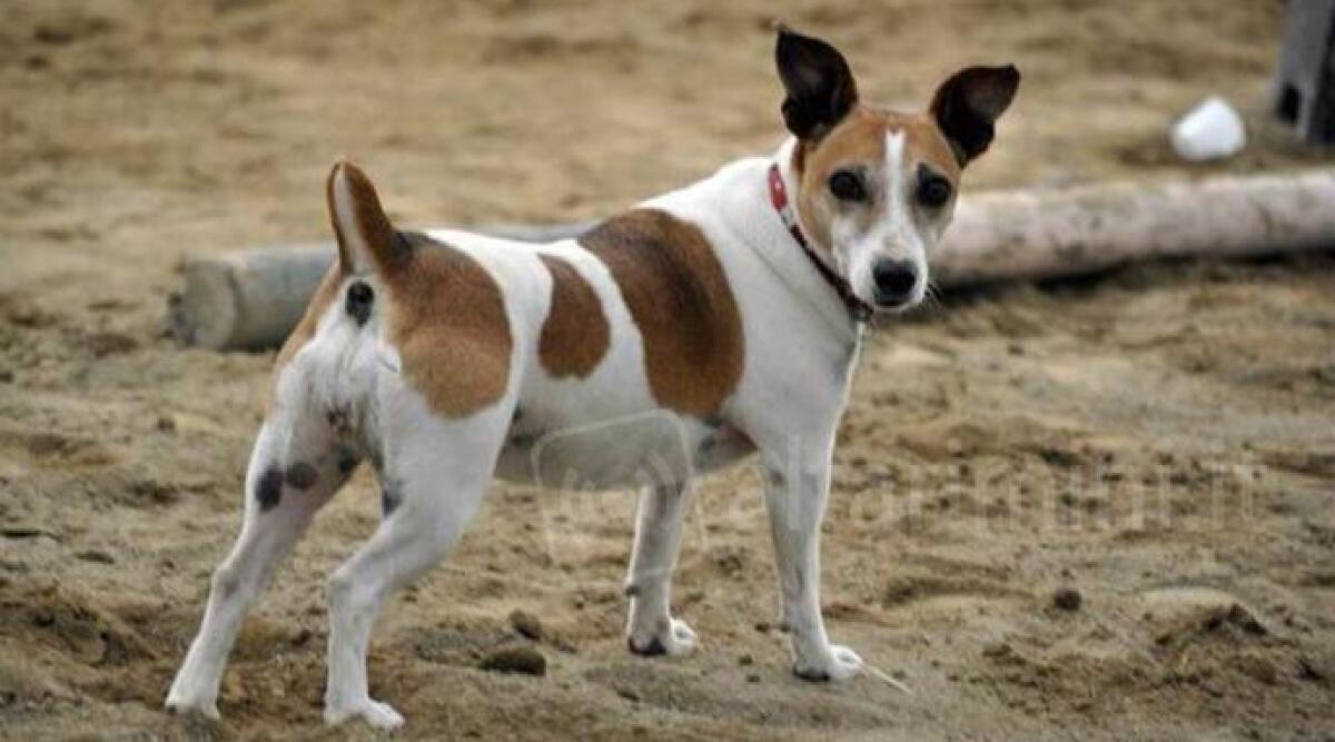 Litiga con la fidanzata e le massacra il cane, nuova accusa shock: aveva gi&agrave; torturato l'animale - 