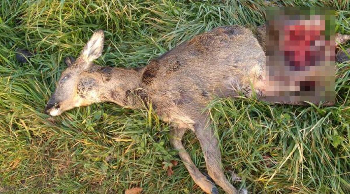 Capriolo sbranato dai lupi a Rimini, torna l'allarme. La carcassa dell&rsquo;animale in via Santa Cristina - 