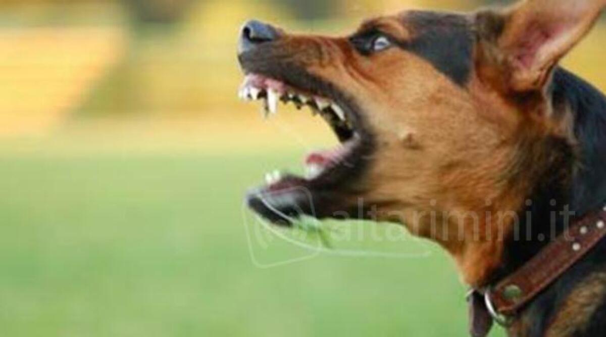 Attaccato da cane scappato dal cortile, ciclista cade e si procura ferite e fratture. Denunciato il padrone - 