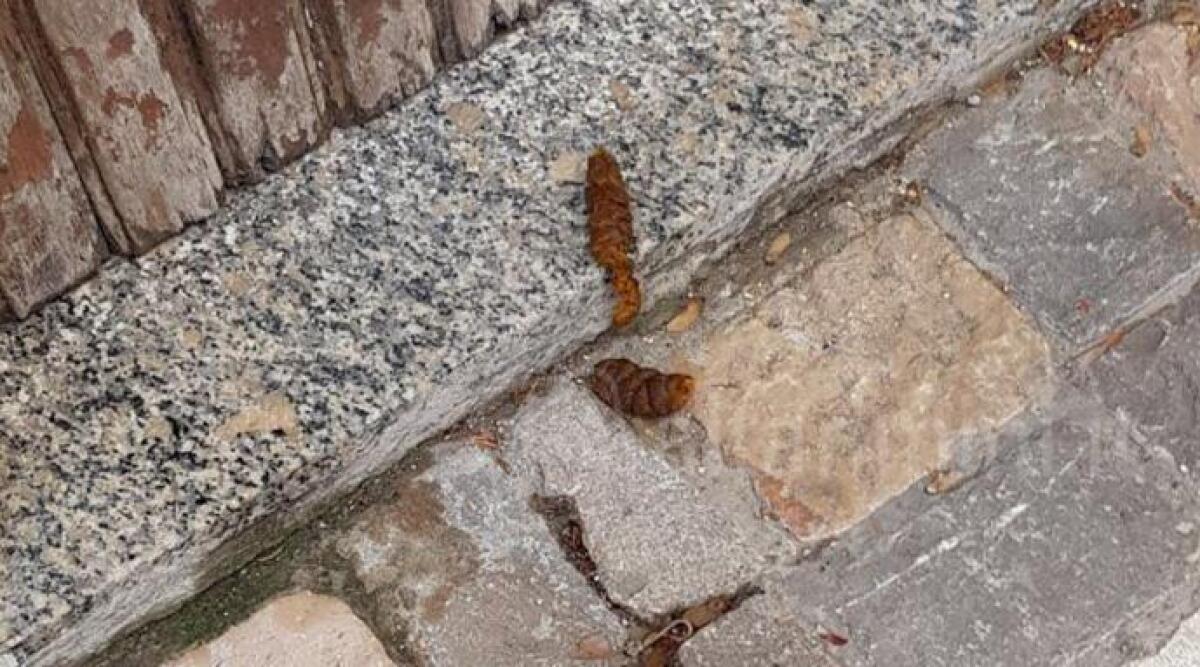 Escrementi davanti al portone. Lo sfogo di un cittadino: 'i veri animali non sono i cani ma i loro padroni' - 