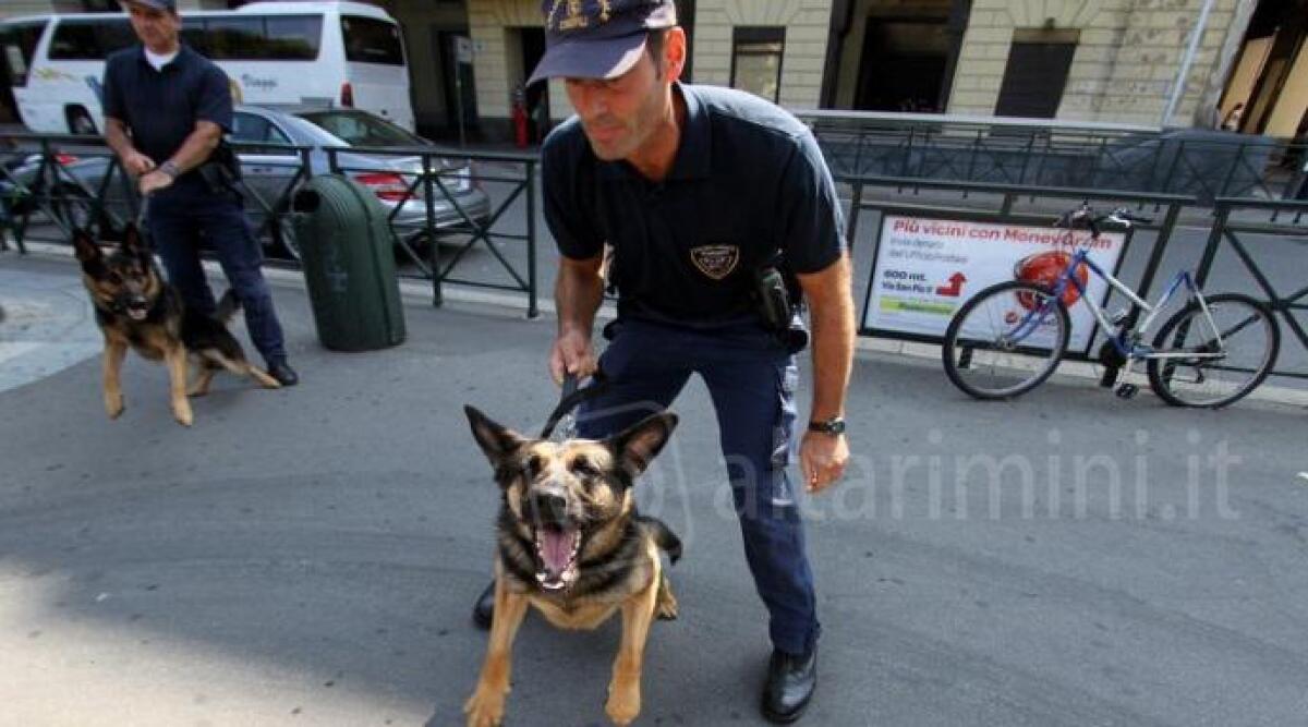 In arrivo un&rsquo;unit&agrave; cinofila per il Comando di Polizia Municipale di Riccione - 