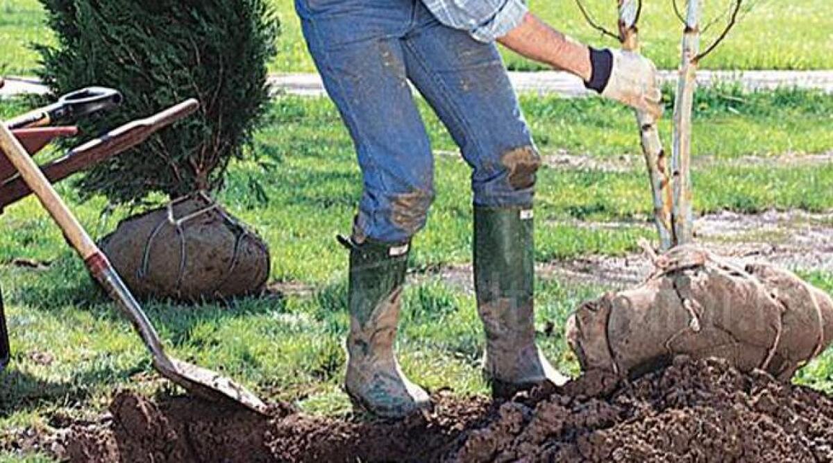 Rimini, altri cinquanta alberi da piantare per restituire un po' di verde alla citt&agrave; - 