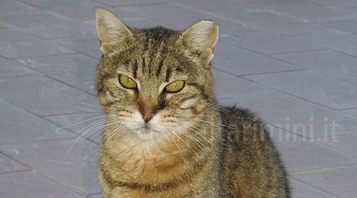 Gatto smarrito venti giorni fa, ritrovato in pochi minuti. Proprietario: 'grazie alla redazione di Altarimini' - 