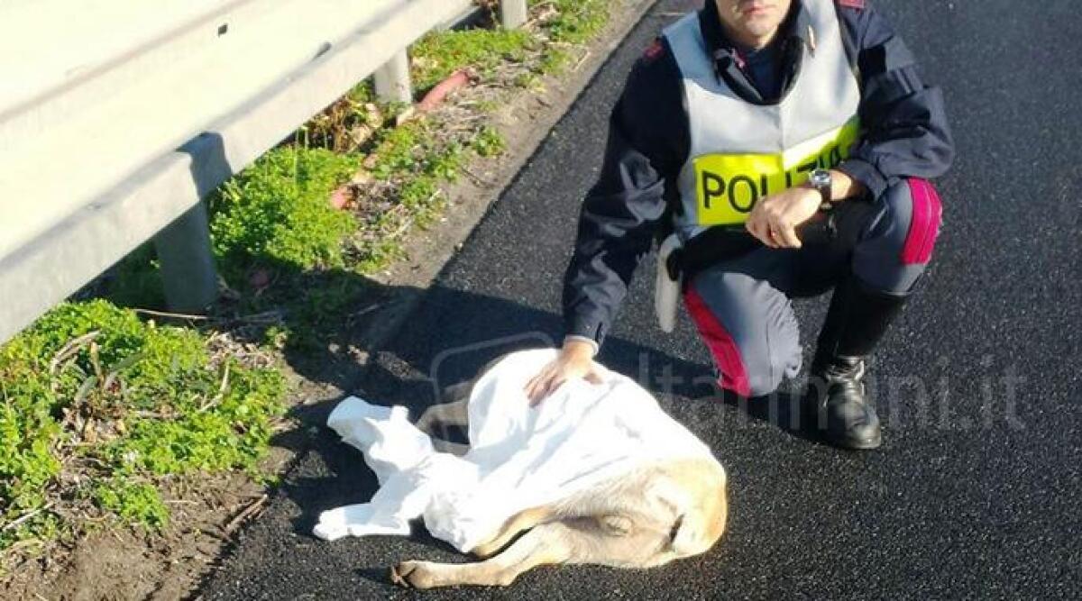 Coppia di cani travolti in autostrada vicino al casello di Rimini, muoiono sul colpo - 