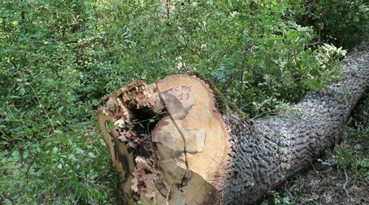 San Leo, scempio di alberi tagliati nel bosco: scattano denunce e multe -