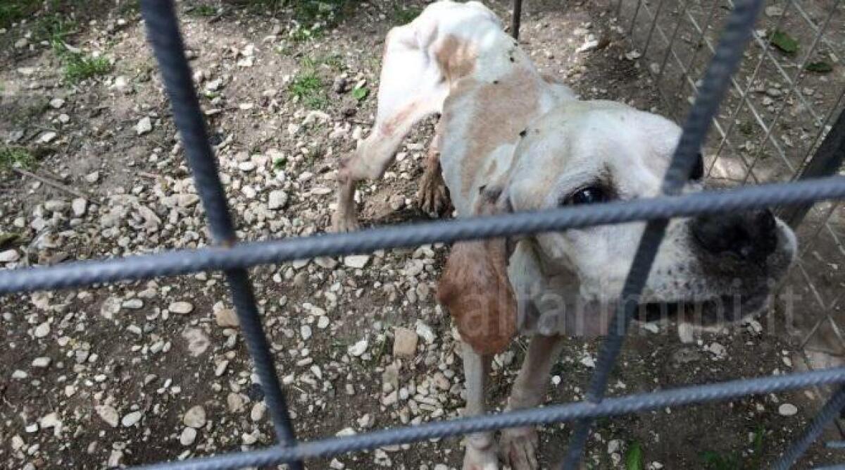 FOTO: Misano, dodici cani abbandonati a loro stessi costretti a vivere tra fango e feci. Blitz nel canile lager - 