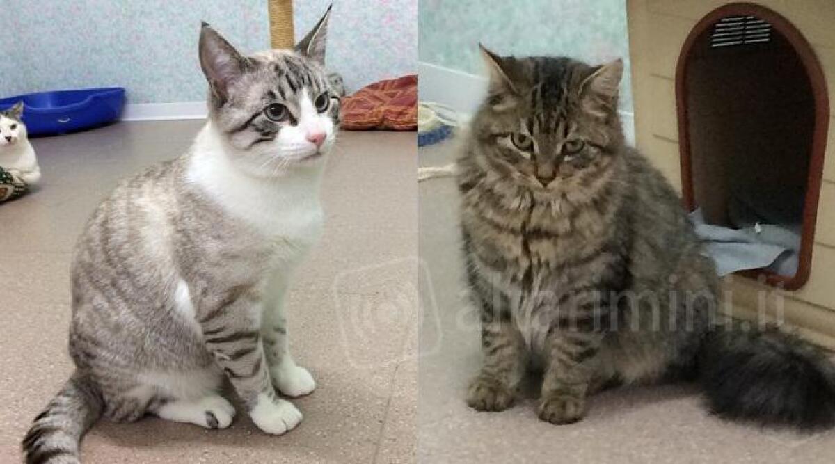 Entrano nel 'gattile' e si innamorano, due gattini oggi vivono insieme grazie a una generosa coppia riminese - 