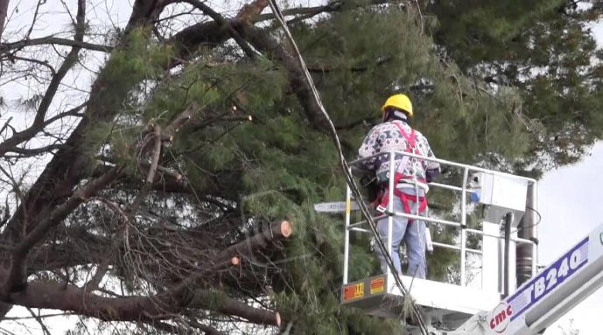 Pini inclinati e a rischio caduta in Viale Ceccarini a Riccione: saranno abbattuti - 