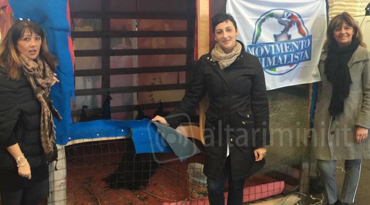 Sono liberi i pavoni che erano in gabbia al parco della Resistenza di Riccione, il Comune accoglie la richiesta - 