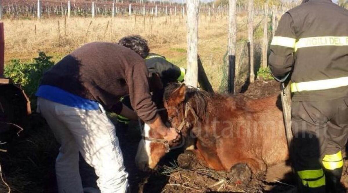 Precipita con il cavallo nella frana di Libiano, salvati dai Vigili del Fuoco - 