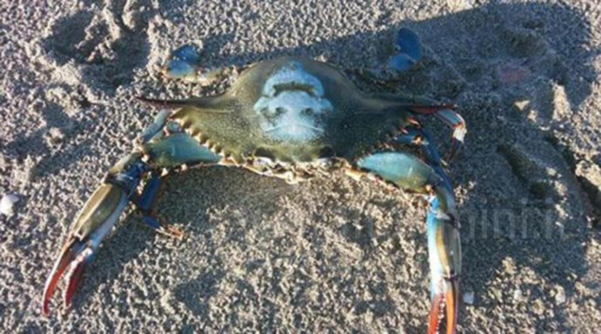 Apparso un Granchio Blu nella spiaggia di Riccione, esemplare rarissimo che vive nell'Oceano Atlantico - 