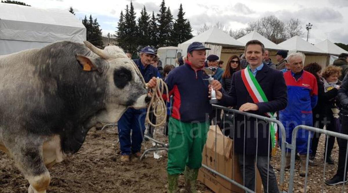 Fiera di San Gregorio: premiati i vincitori dell’esposizione di cavalli, ovini e bovini, martedì il rombo delle Vespe -