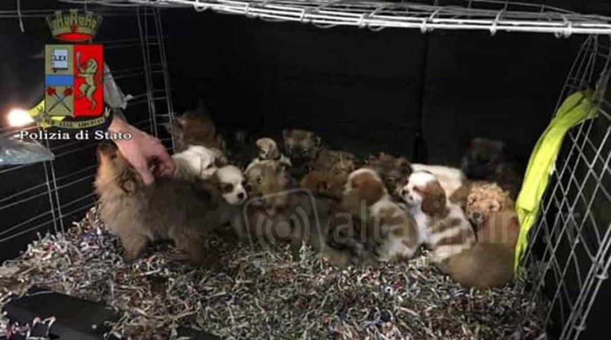 Viaggio di sofferenza per 26 cuccioli di cane in una gabbia di ferro su un Fiat Dobl&ograve;, salvati dalla Polizia - 