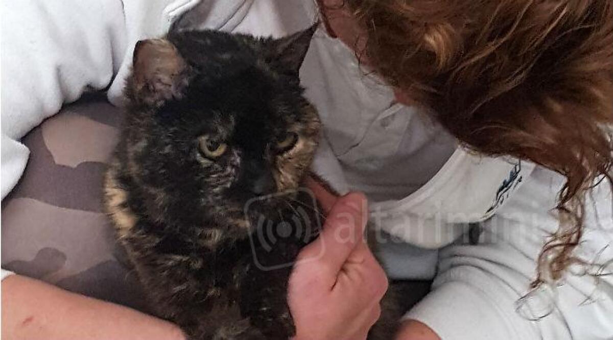 Rimini, Stella dolcissima gatta di 12 anni abbandonata e salvata dal Canile, cerca famiglia -