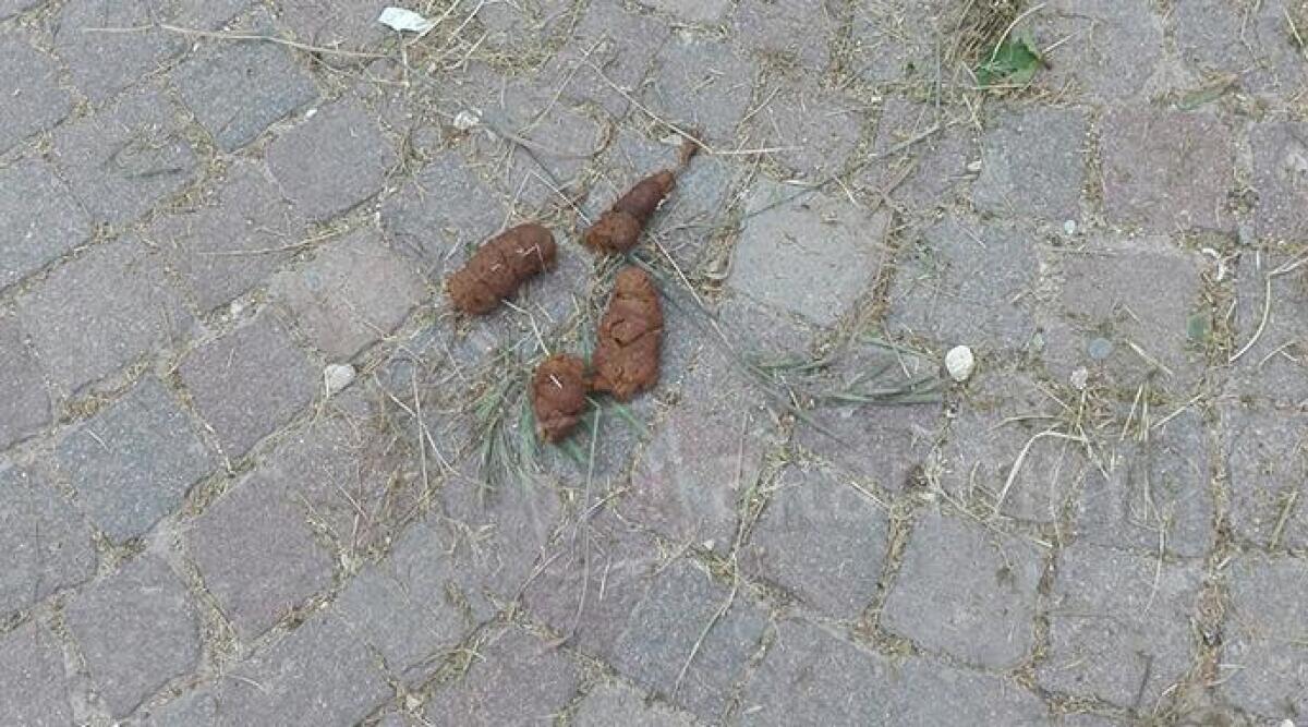 Escrementi di cane in via Carlo Zavagli a San Giuliano di Rimini: la segnalazione - 