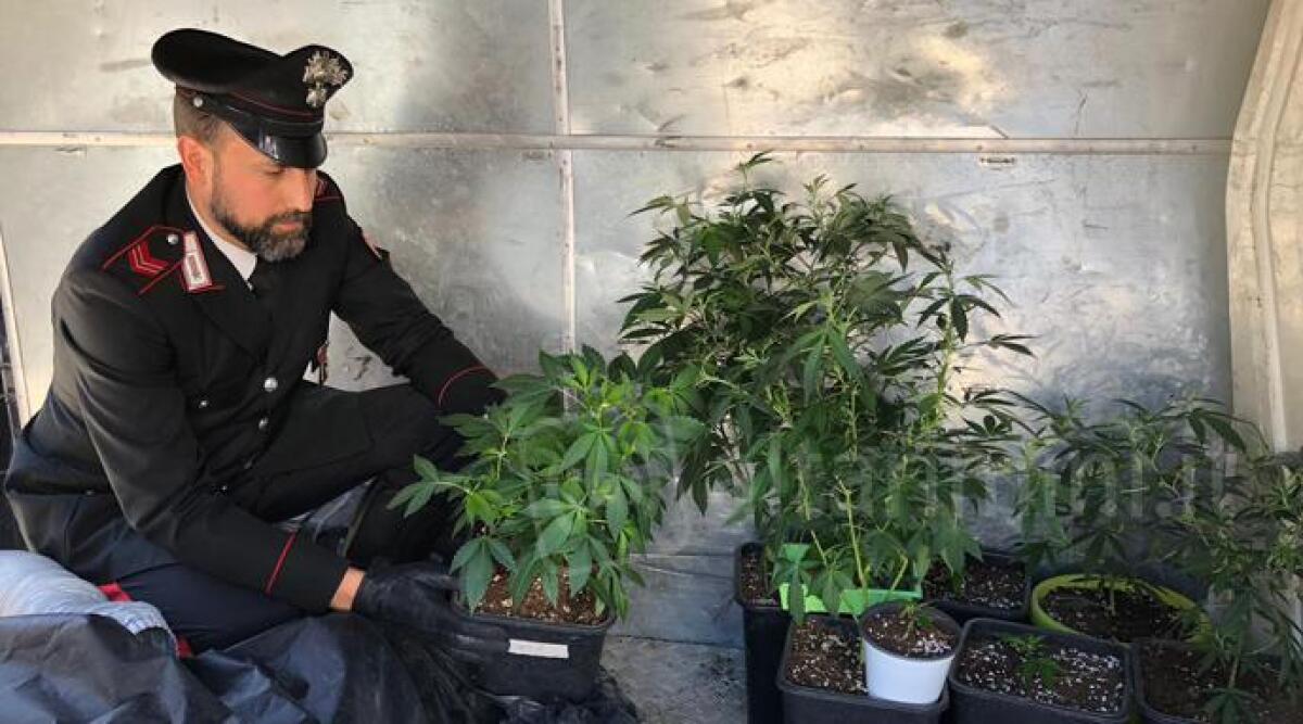 Bellaria, in casa una serra artigianale per coltivare la marijuana: sequestrate 22 piantine di canapa - 